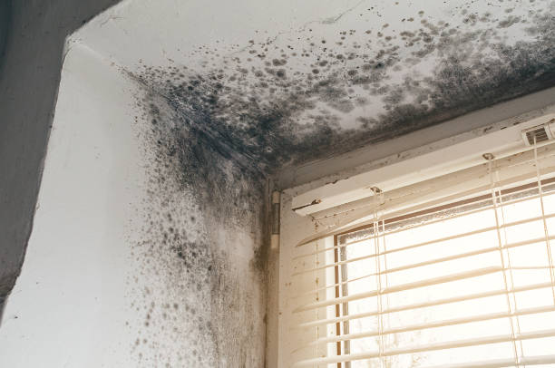 Affordable Attic Mold Remediation solutions in Youngsville, NC